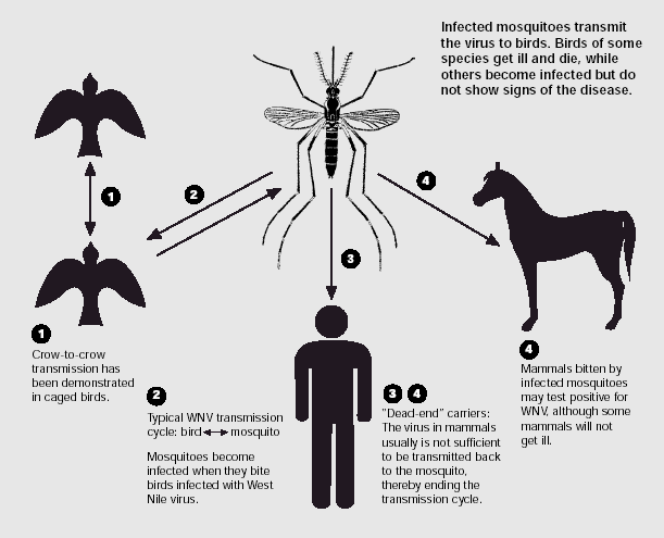 http://publichealth.lacounty.gov/ACD/images/WnvCycle.gif