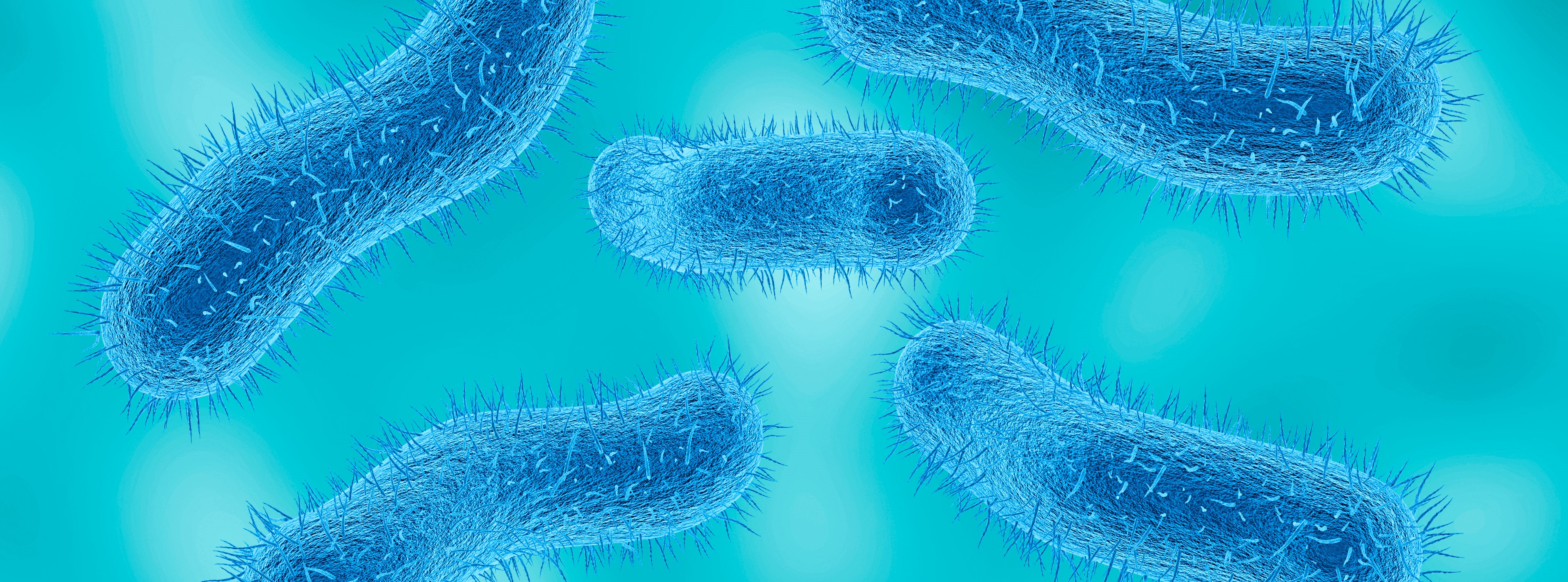 shigella