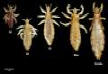images of headlice