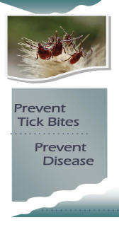 image of tick bites