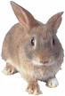Tularemia Rabbit