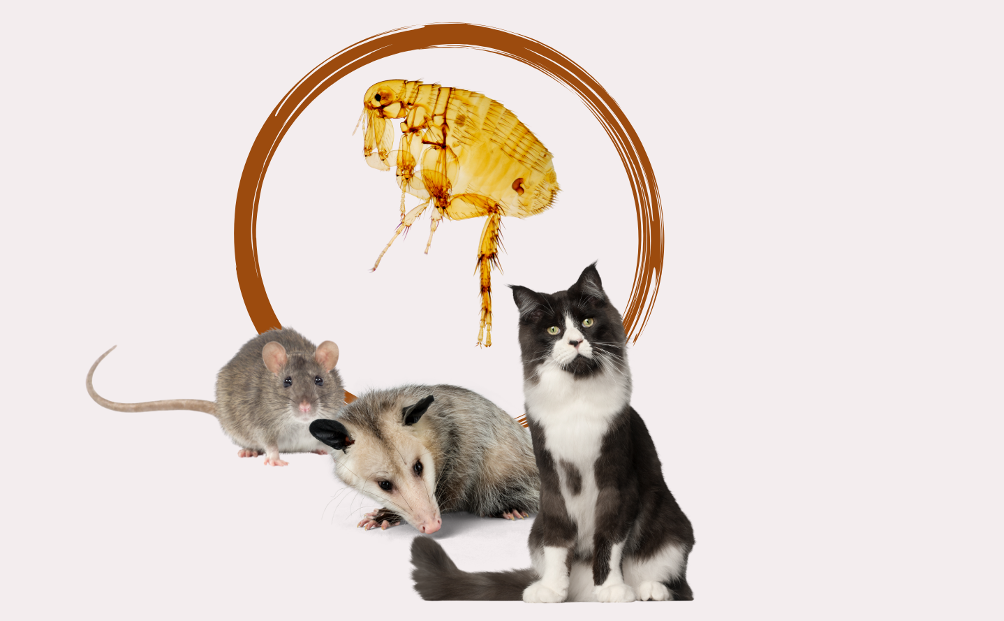 Flea on Fur