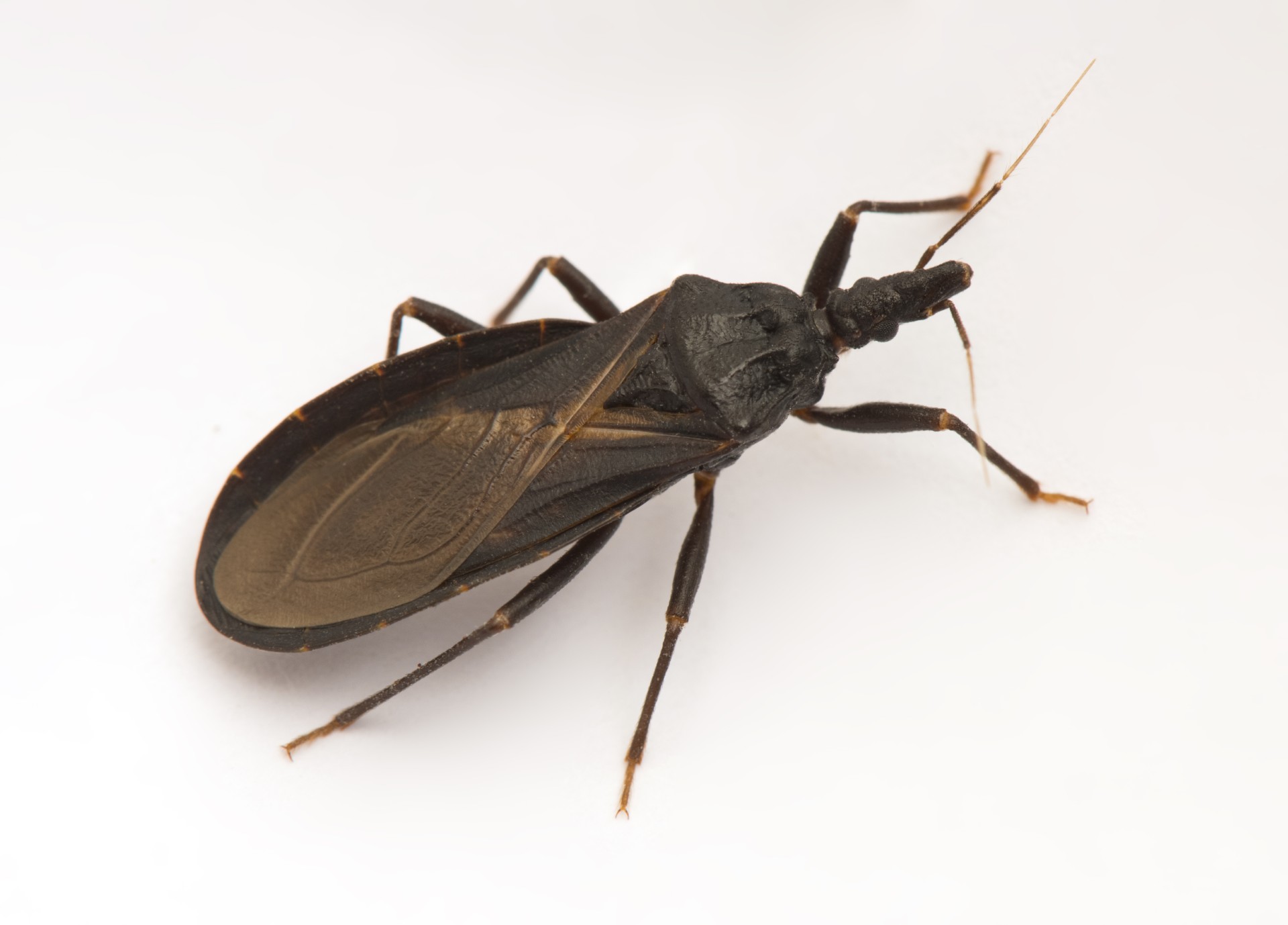Triatomine bug habitat near rodent nests