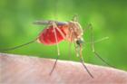 Mosquito feeding on blood