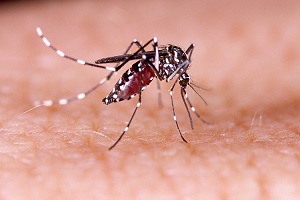 mosquito bites human skin