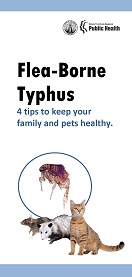 Flea borne typhus
