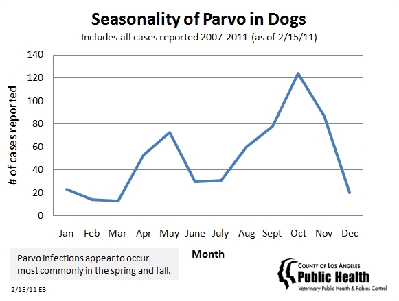 What is parvo in dogs?