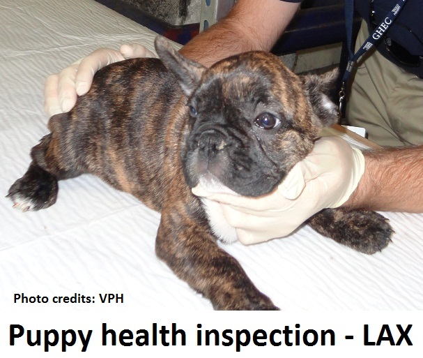 Puppy health inspection done at LAX