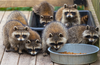 raccoons eating from a pet food bowl outside
