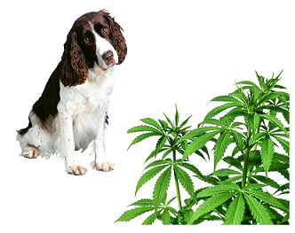 Cannabis and Pets