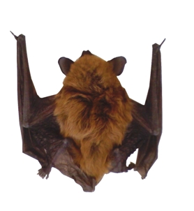 bat