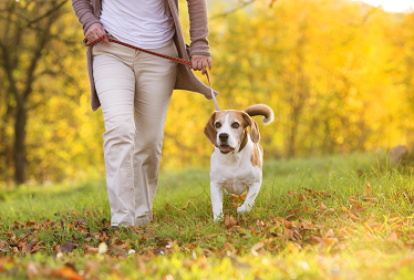 dog walking in a park on a leash with an owner