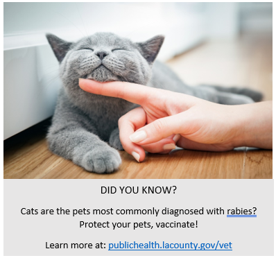 cats and rabies