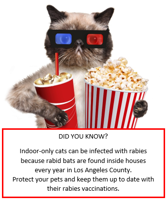 indoor cats should be vaccinated against rabies