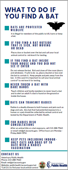 what to do if you find a bat infographic