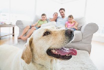 close up of dog with family on the couch in the background