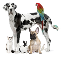 various domestic animals