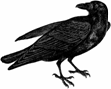 picture of a crow